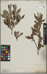 Foto von Salix lapponum L. x Salix silesiaca Willd.